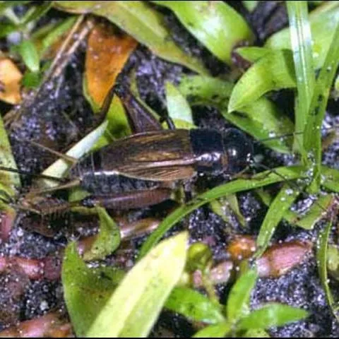 thumbnail for publication: Texas Field Cricket, Gryllus texensis Cade and Otte (Insecta: Orthoptea: Gryllidae)